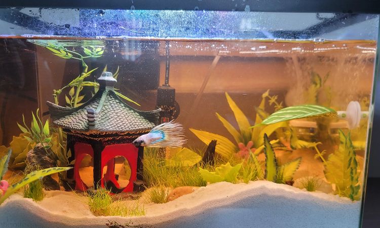 Crowntail Betta Tank Mates
