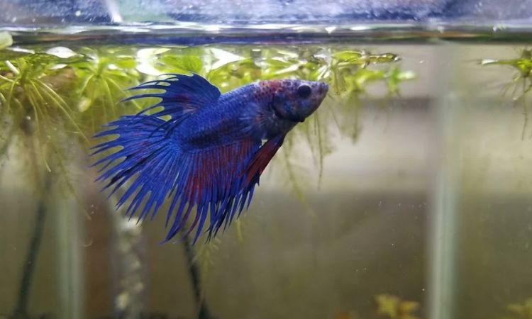 Step-by-Step Guide to Breeding Crowntail Bettas