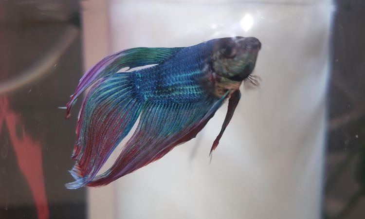 Veiltail Betta