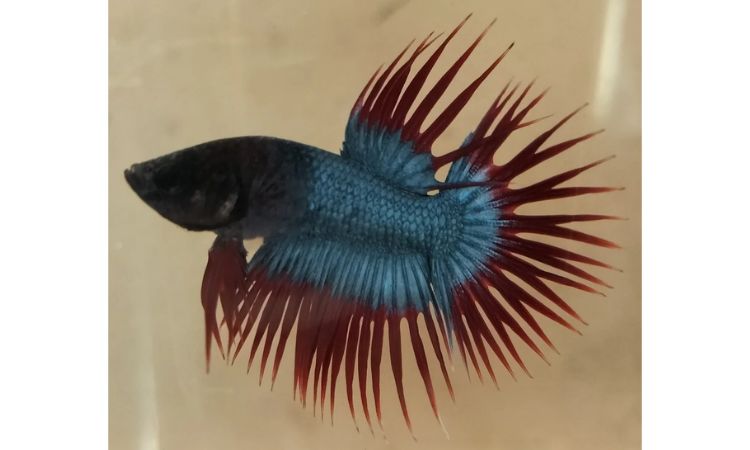Crowntail Betta