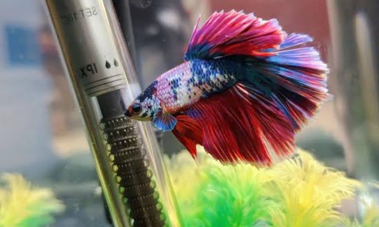 Dragon Scale Betta Lifespan and Health Factors