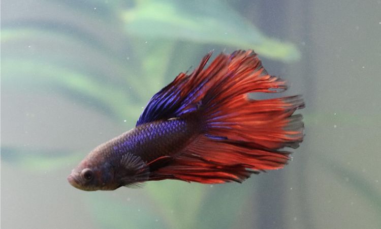 Ideal Tank Requirements for Dragon Scale Bettas