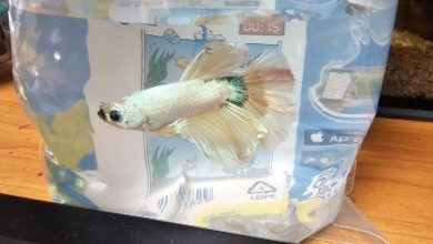 Dragon Scale Betta