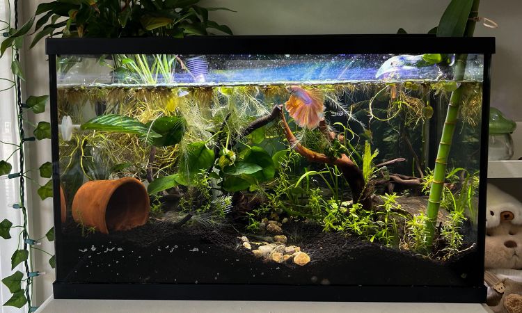 Tank Mates and Compatibility