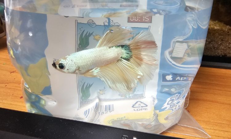 Dragon Scale Betta
