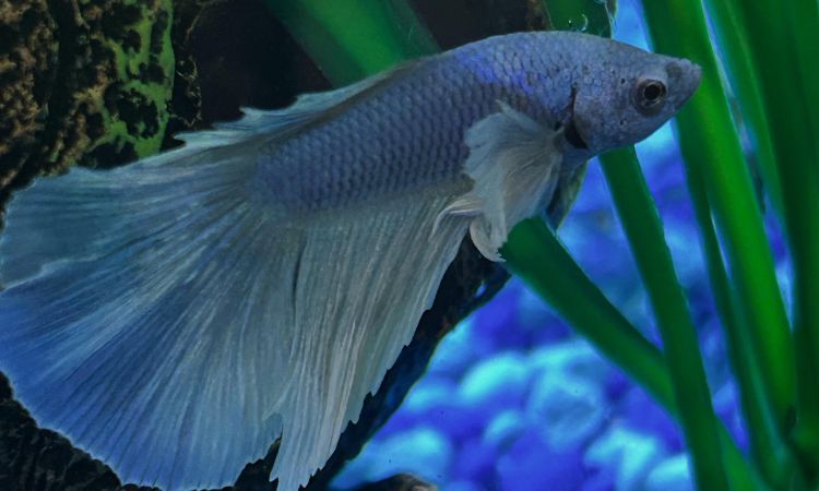 Popular Dumbo Betta Types and Variations