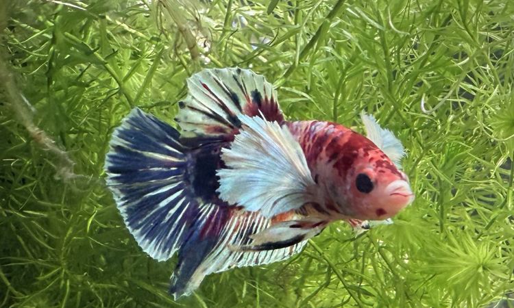 Dumbo Betta Tank Setup and Water Requirements