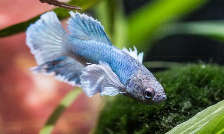 Health, Common Diseases, and Fin Care