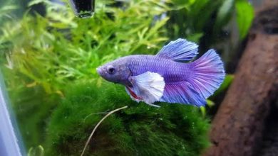 Dumbo Betta
