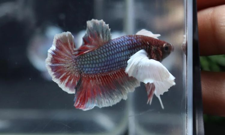 Dumbo Betta Fish Price Breakdown