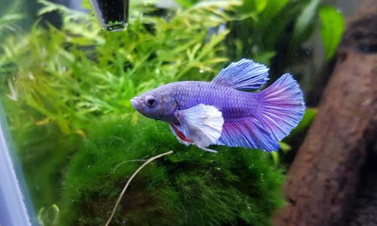 Dumbo Betta