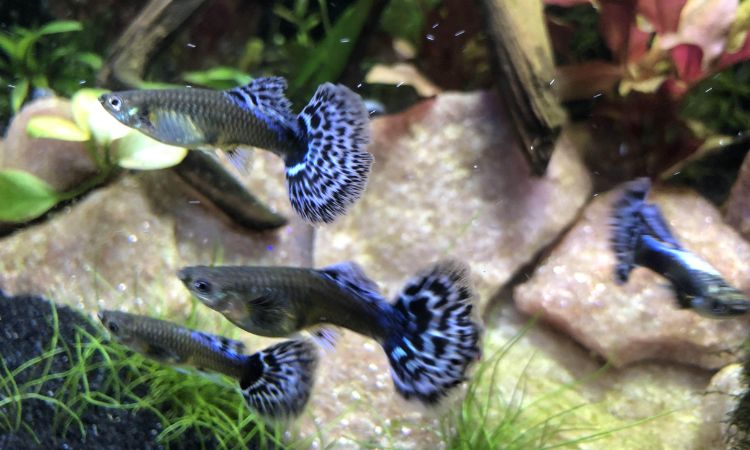Dumbo Ear Guppy