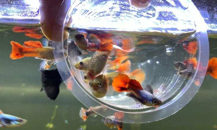 Dumbo Ear Guppy Colors