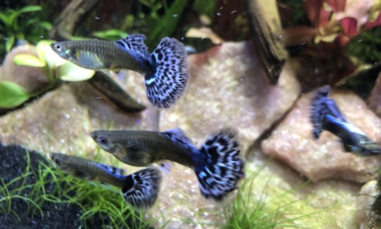 Dumbo Ear Guppy Care Tips