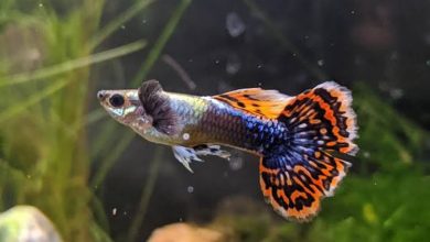 Dumbo Ear Guppy