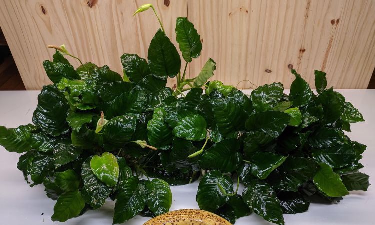 Anubias Nana