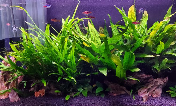 Java Fern