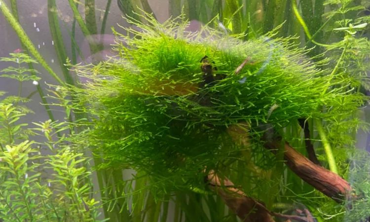 Java Moss (Taxiphyllum barbieri)
