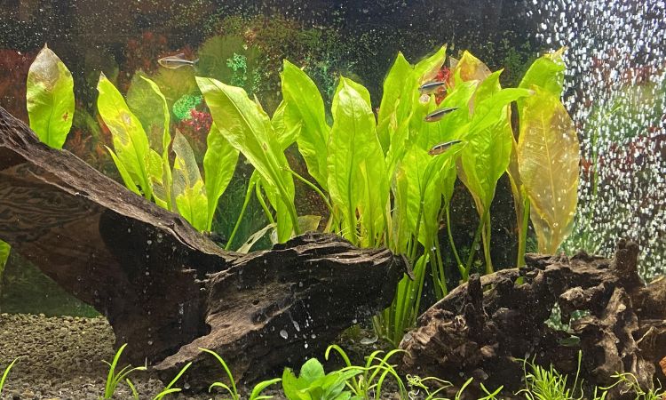 Amazon Sword (Echinodorus grisebachii)