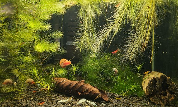 Hornwort