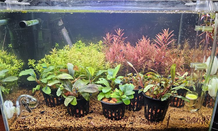Easy Aquarium Plants