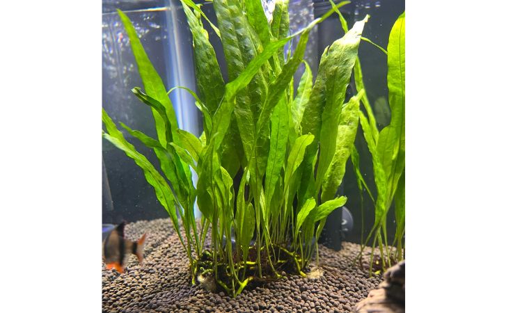 Java Fern