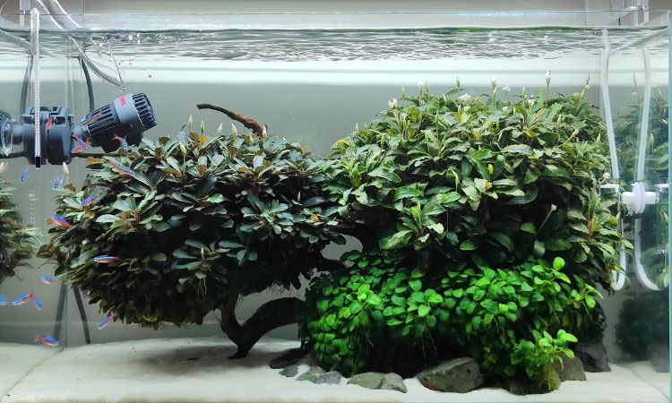 Bucephalandra