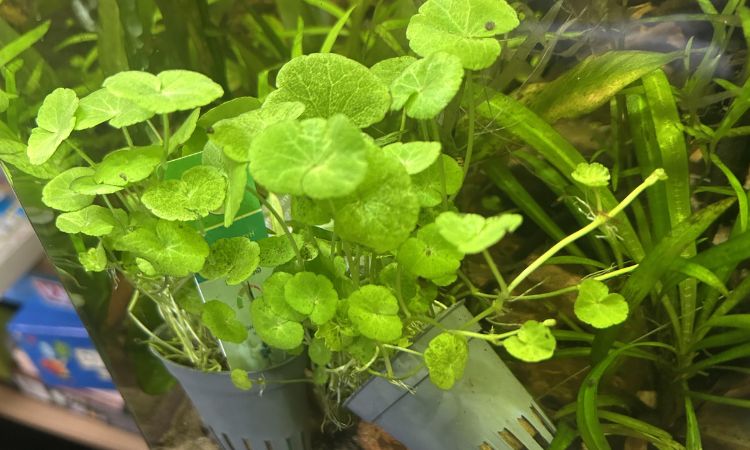 Brazilian Pennywort