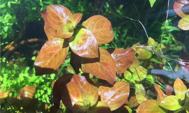Ludwigia Repens