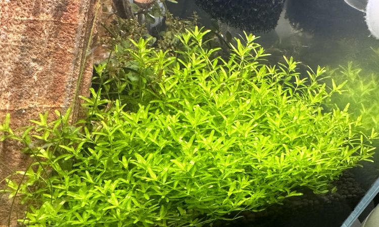 Pearlweed