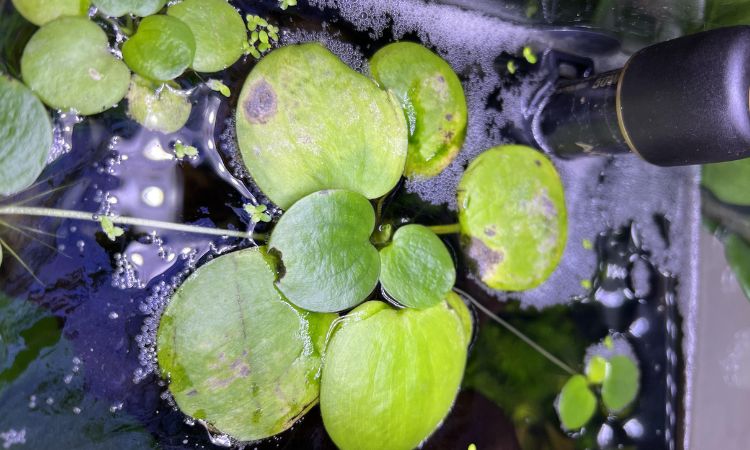Amazon Frogbit