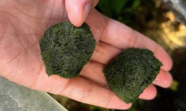 Marimo Moss Balls