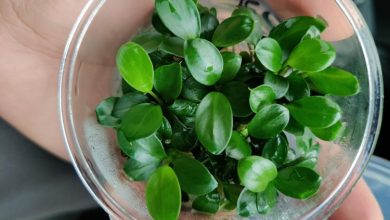 Anubias Nana
