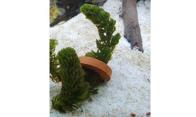 Hornwort