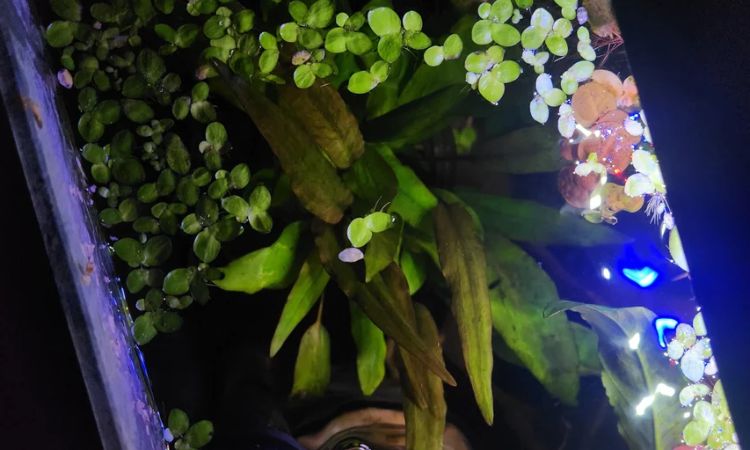 Cryptocoryne Wendtii