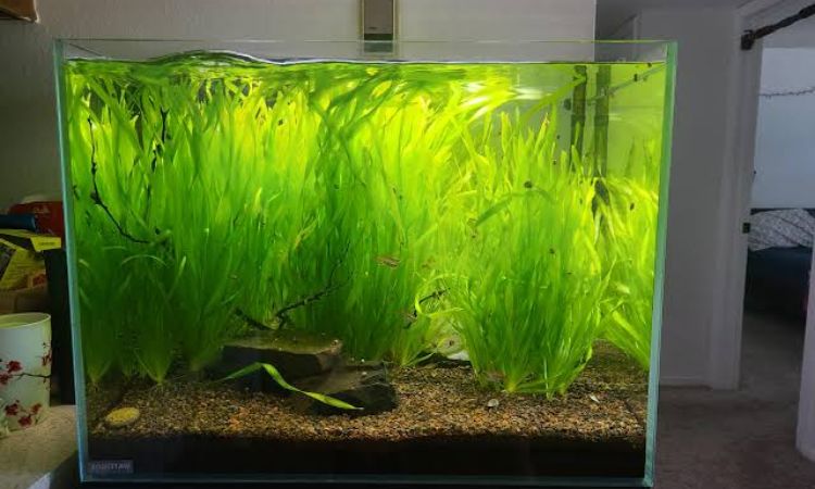 Vallisneria