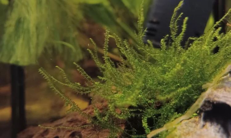 Java Moss