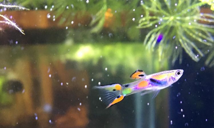 Endler Guppy Tank Size and Setup Requirements