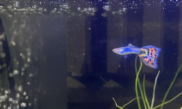 Endler Guppy Diet and Feeding Guidelines