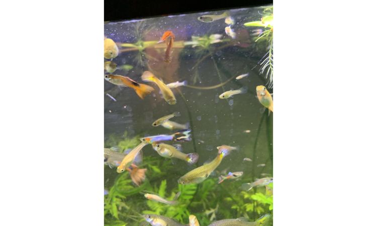 Protecting Endler Fry