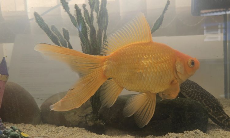 Fantail Goldfish Size and Growth Expectations