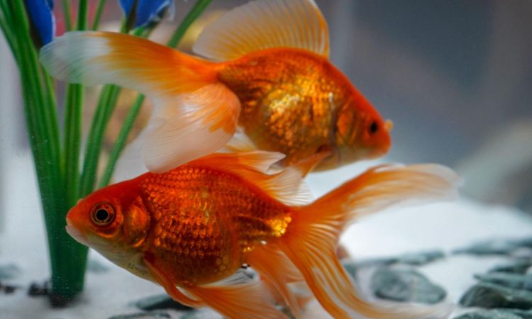 Primary Causes of Premature Death in Fantail Goldfish