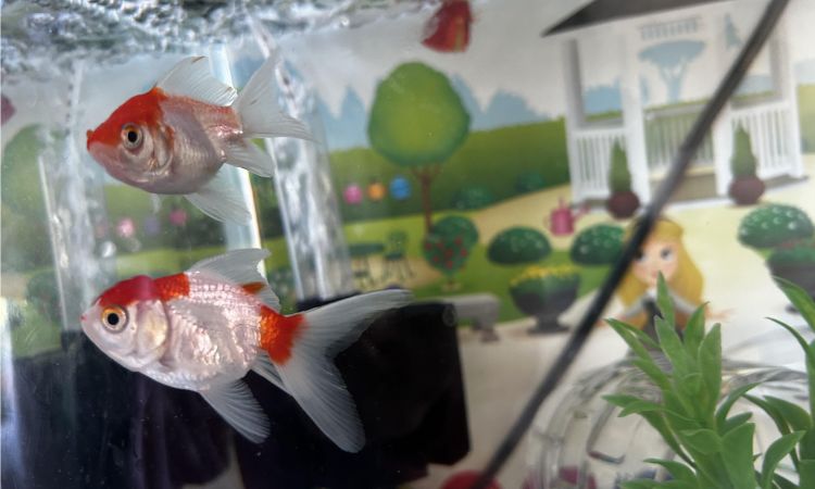 Ideal Tank Setup for Fantail Goldfish