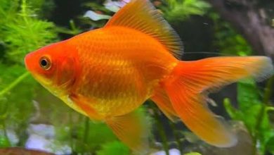 Fantail Goldfish