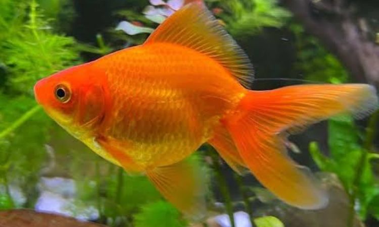 Fantail Goldfish