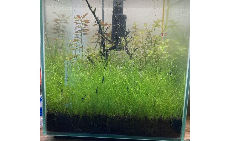 Hairgrass