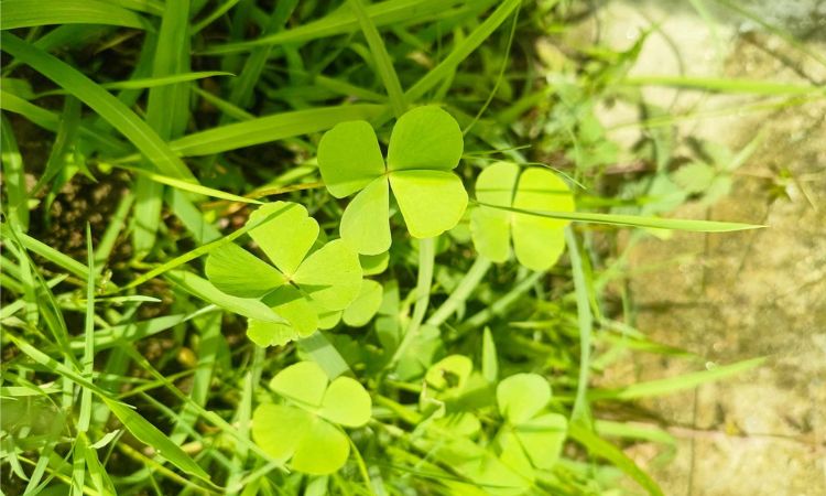 Marsilea Crenata