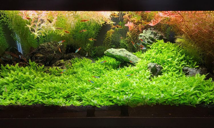 Staurogyne Repens
