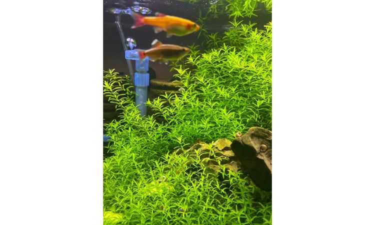 Pearl Weed