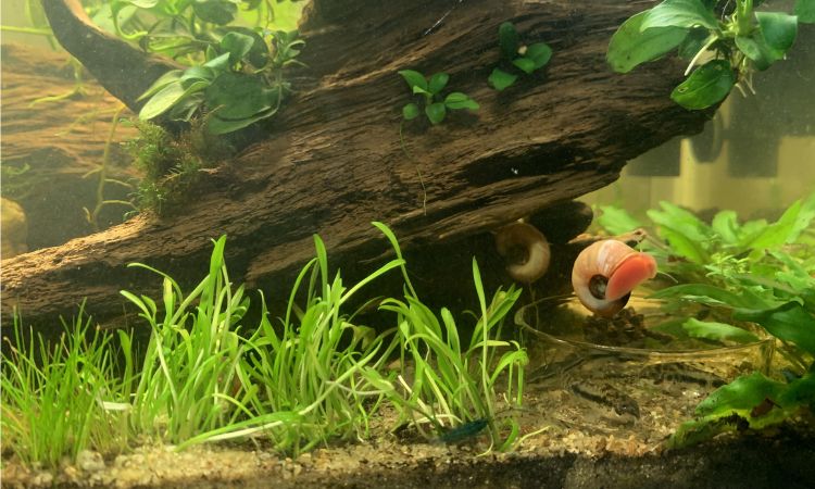Cryptocoryne Parva